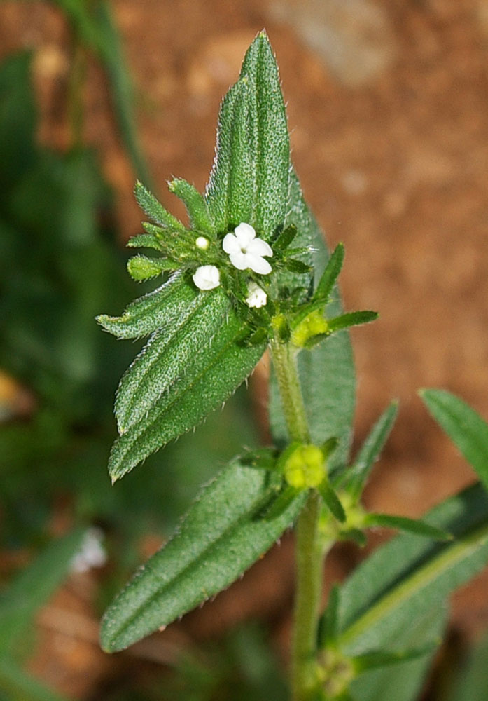 Buglossoides arvensis / Erba-perla minore